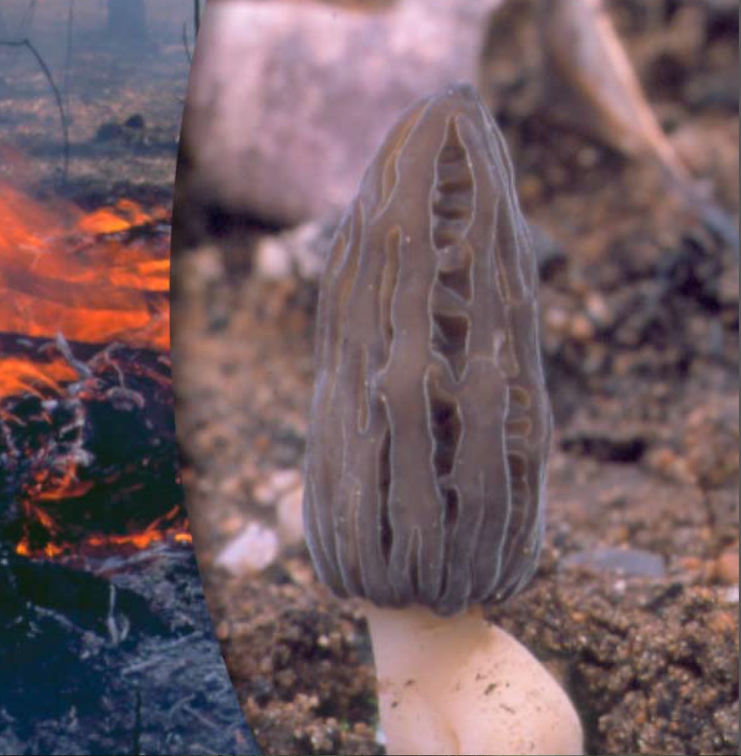 Fruits of fire - Bodalla Forest walks