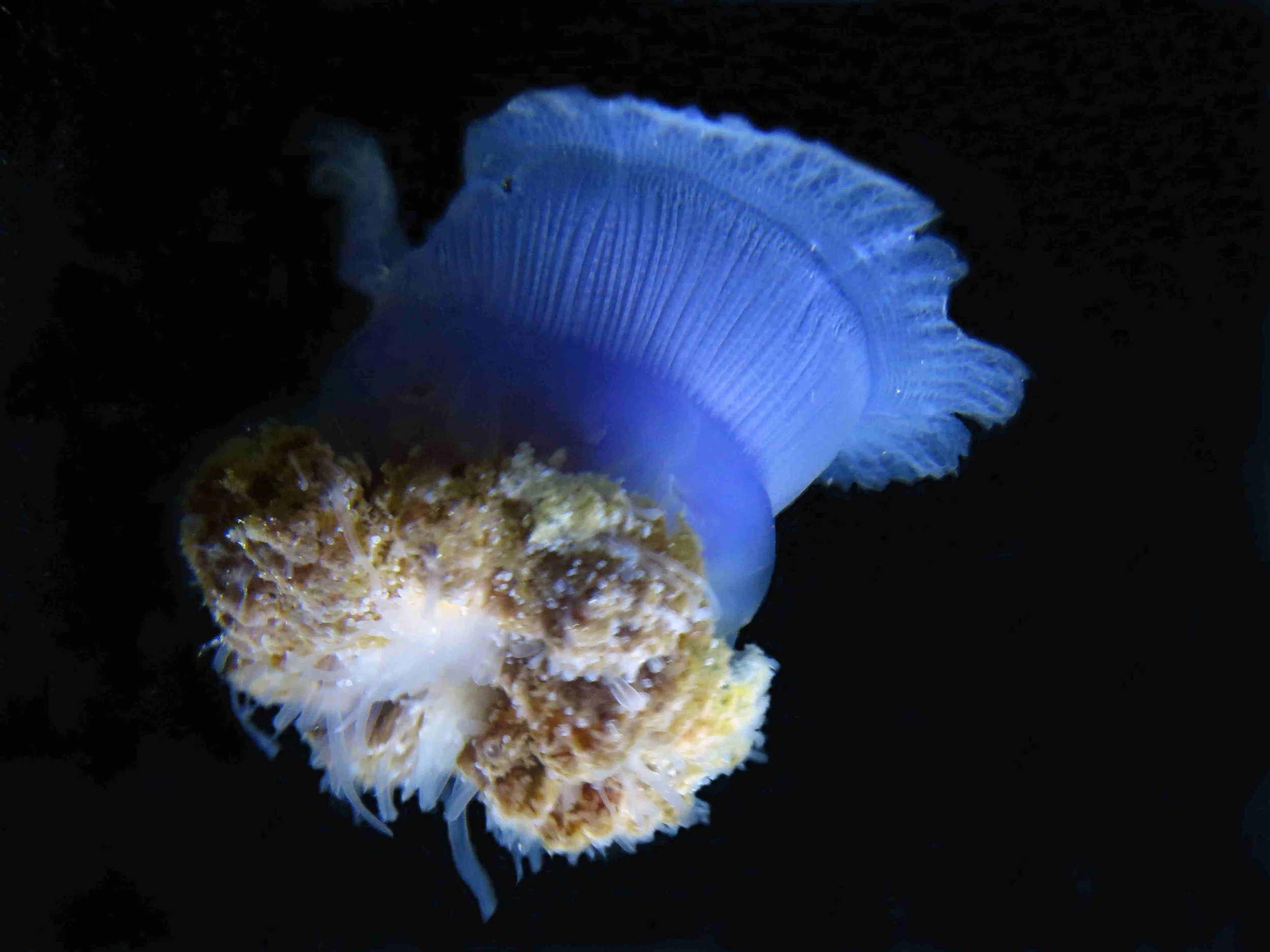 A great find at Narooma for the Marine Society