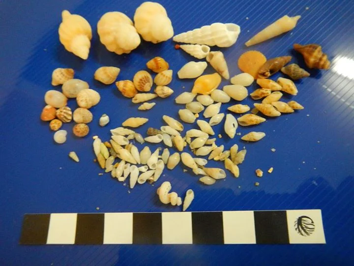 Marine Society visit to Mill Beach, Saturday June 13