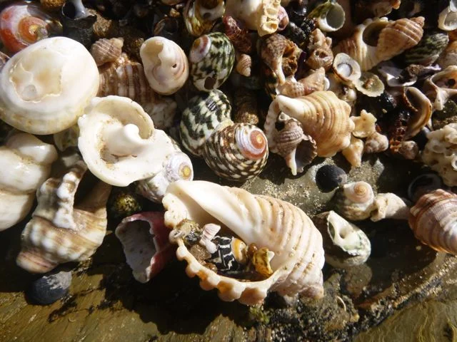 Sapphire Coast Marine Society….AGM & Walk