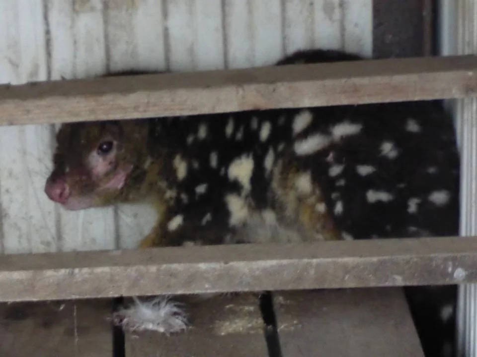 Tiger Quoll caught in the act