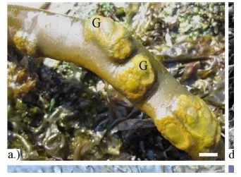 Can you help find Kelp galls?
