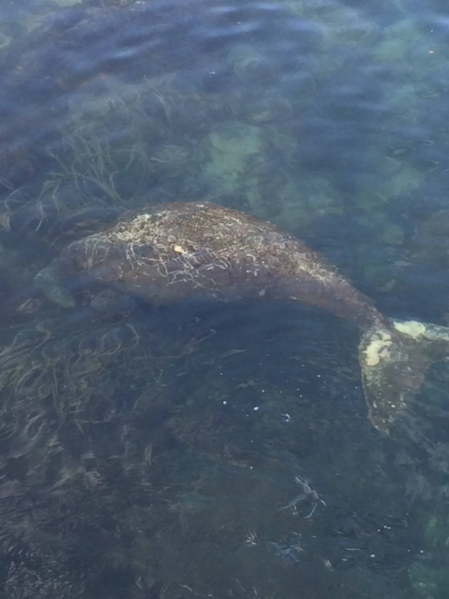 Rare Dugong sighting at Merimbula!