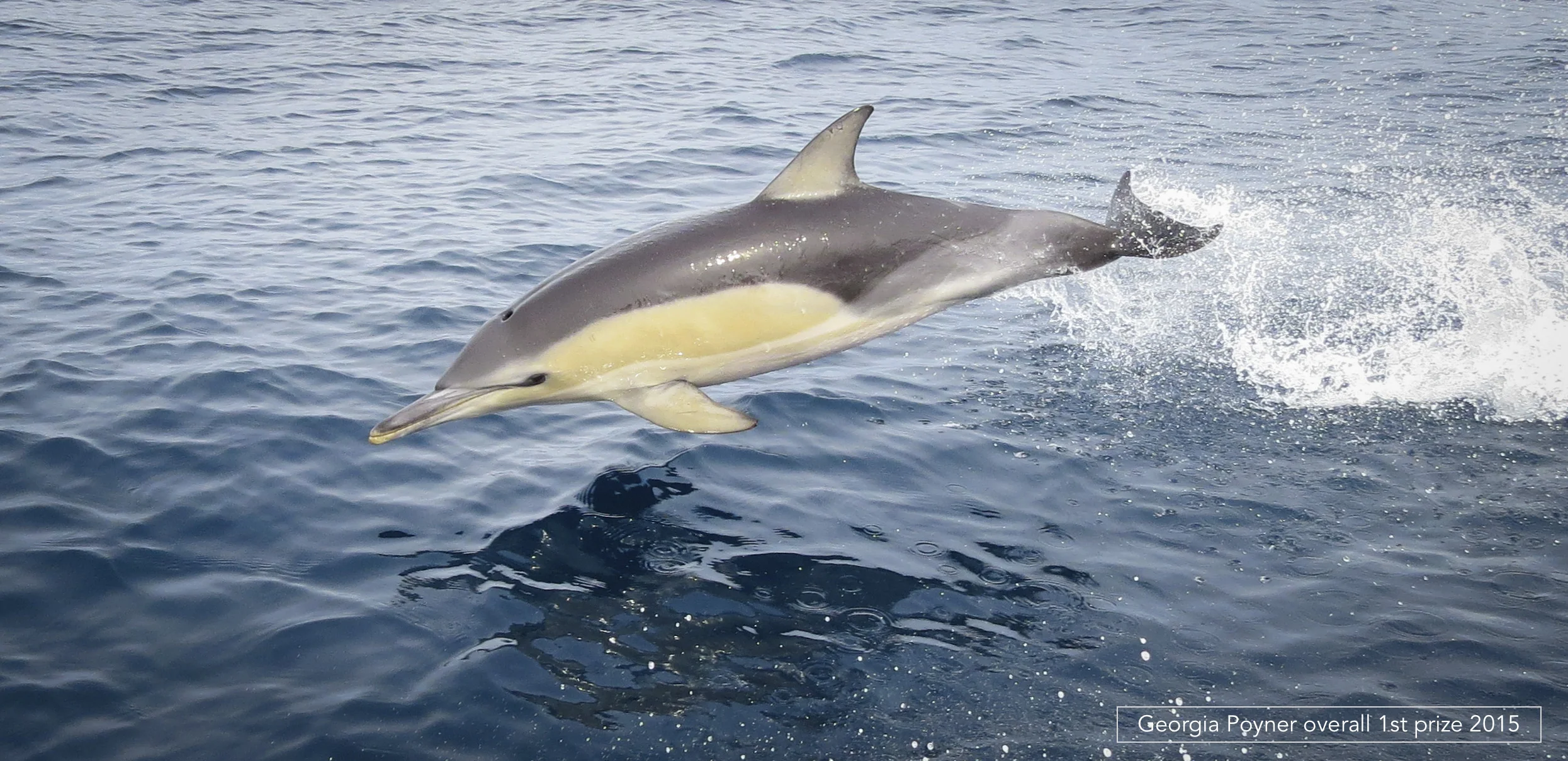 See the all the winners on the photocomp gallery page