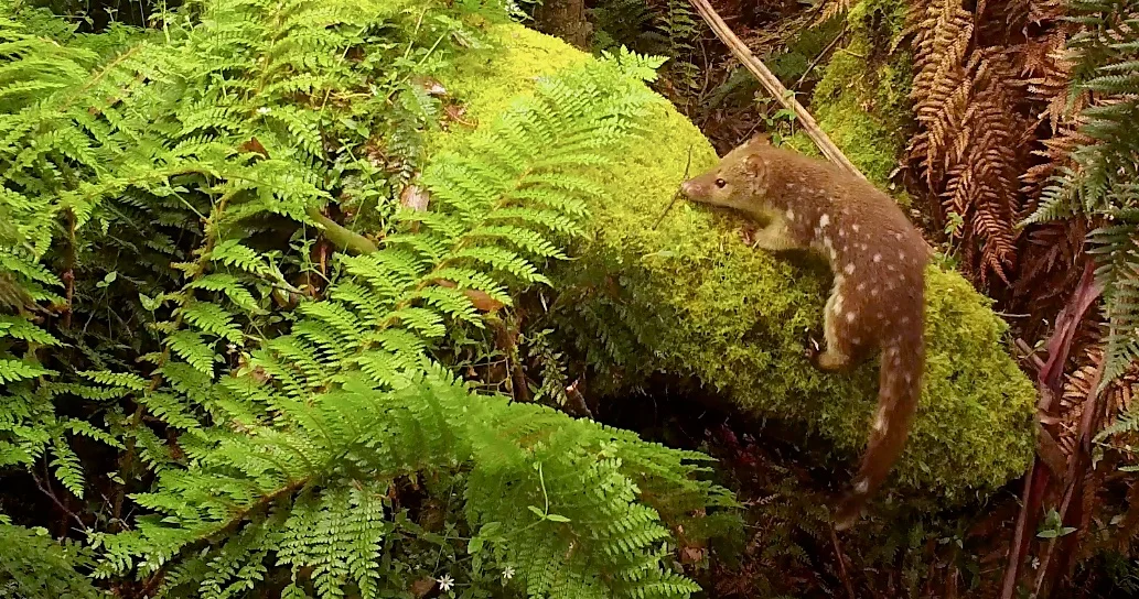 Young Tiger Quoll filmed near Batemans Bay