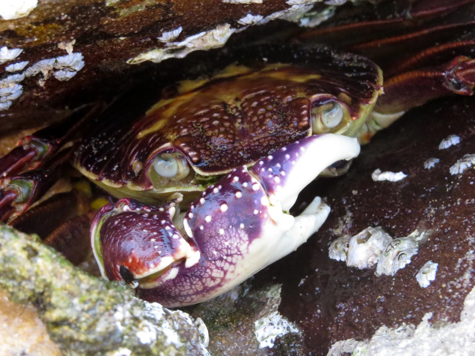 Marine Society outing to Shelley Beach Eden Sat Jan 23rd