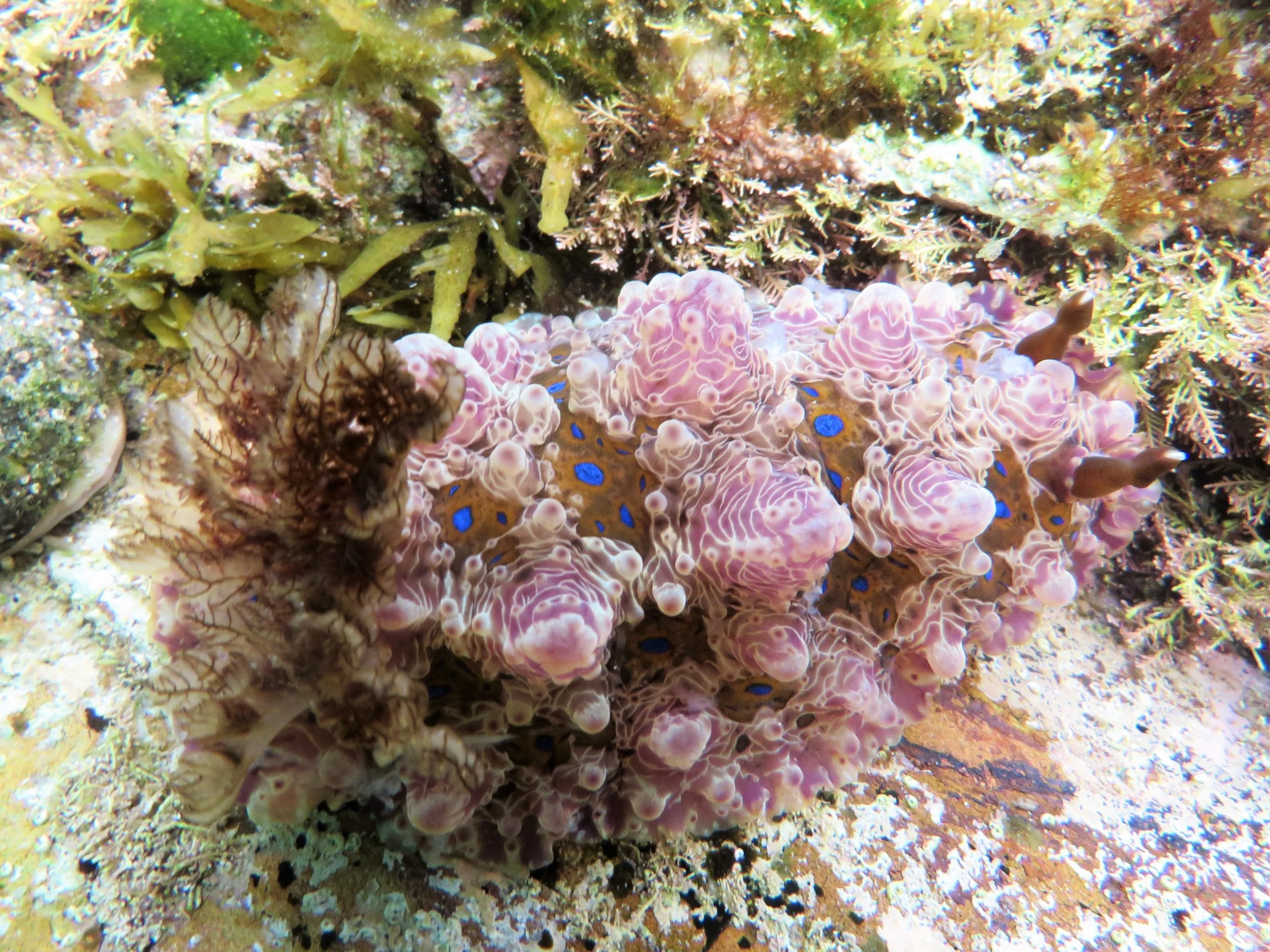 Dendrodoris? help with ID please