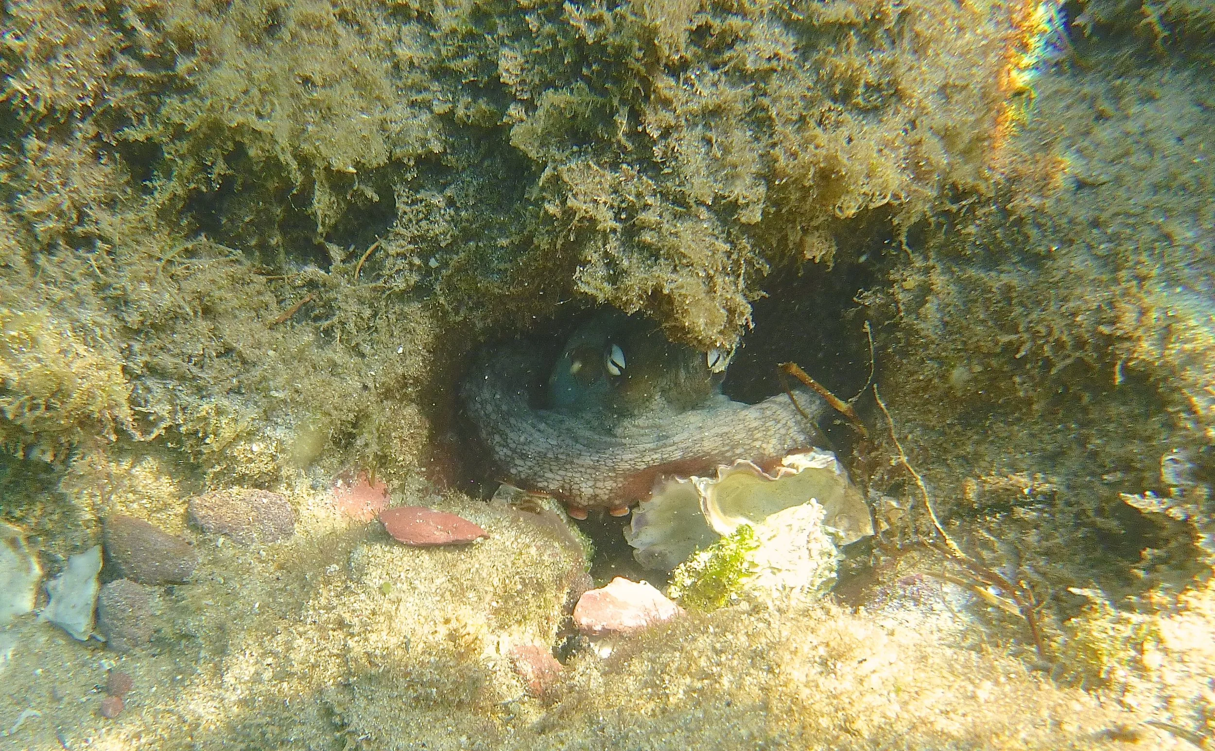 Gloomy Octopus and underwater companions