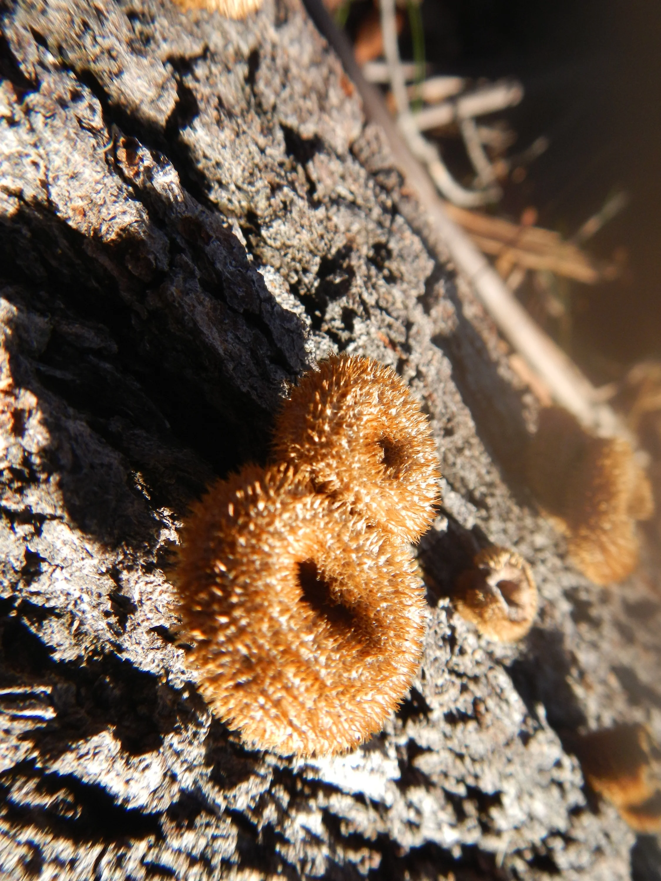 Plants & Fungi at Tuross
