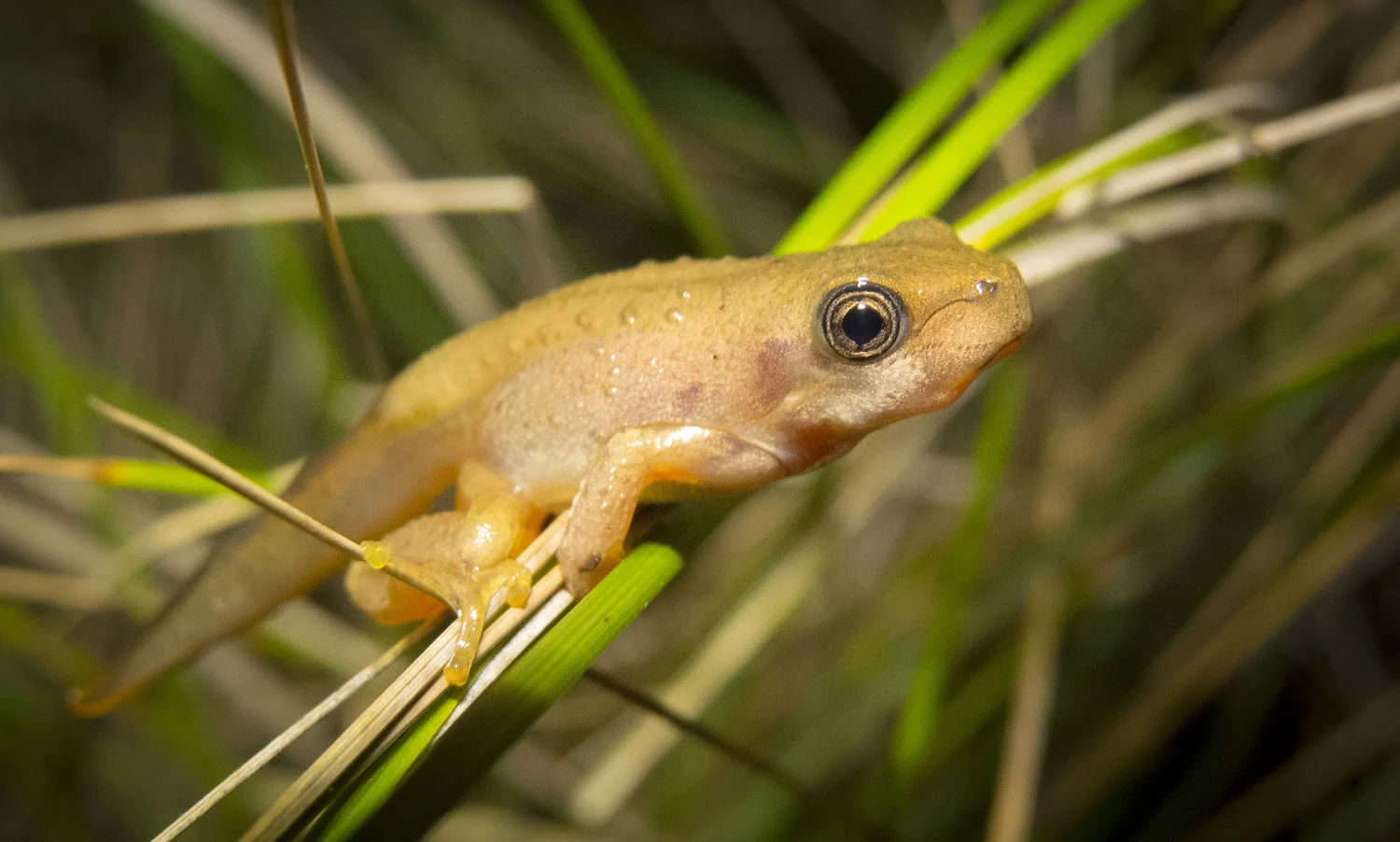 Wallaga weed and Wildlife workshop - Friday 13th May