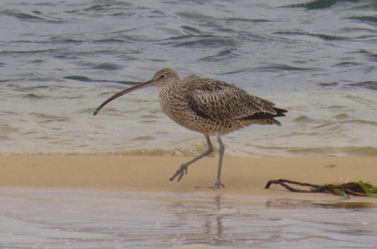 Eastern Curlew - extinction in sight?