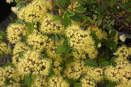 The Pomaderris project visits Merimbula