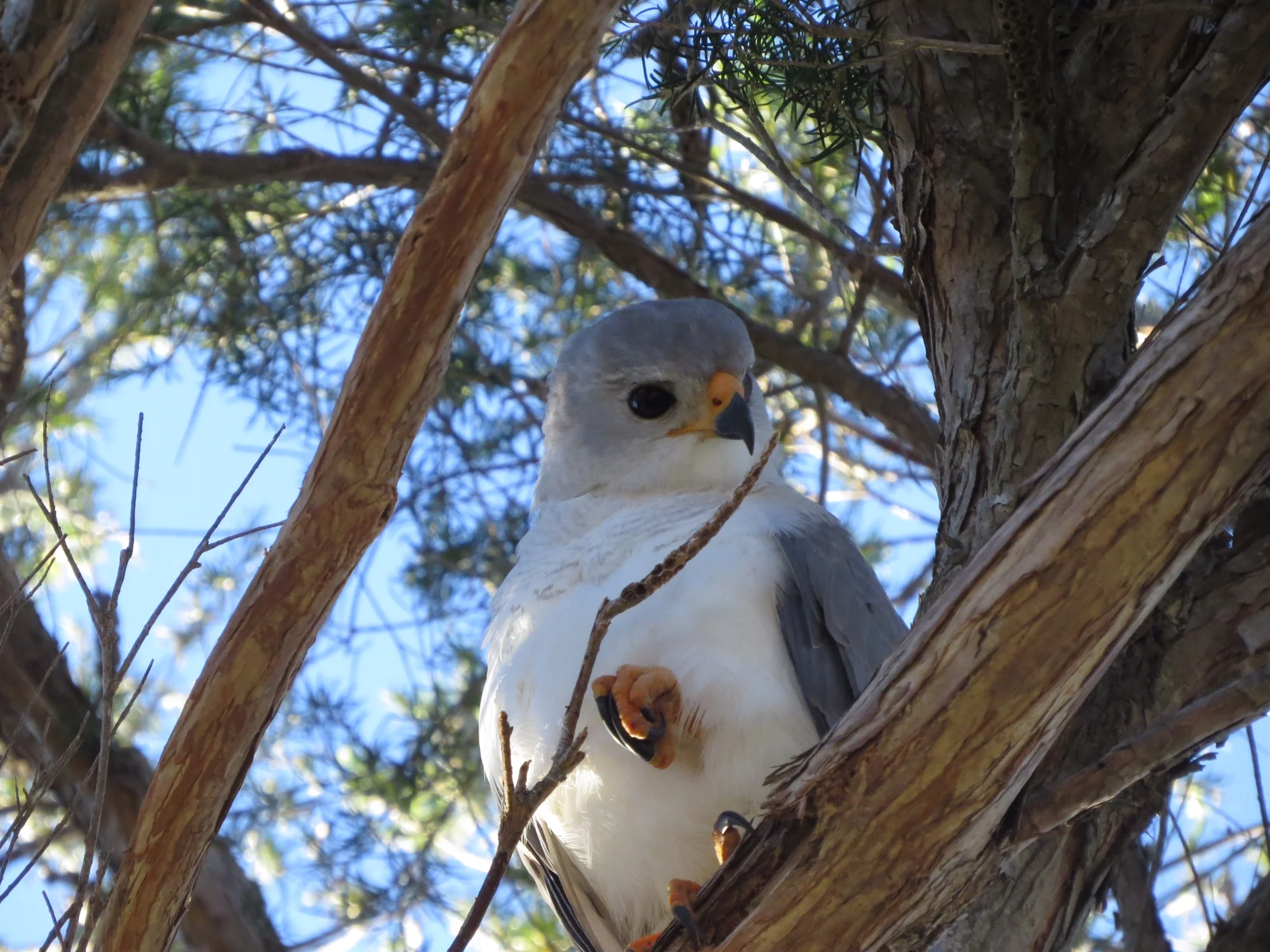 Grey Goshawk