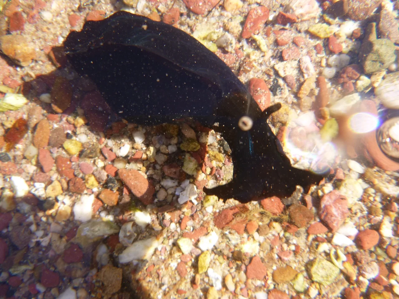Sea Hares   in Spring