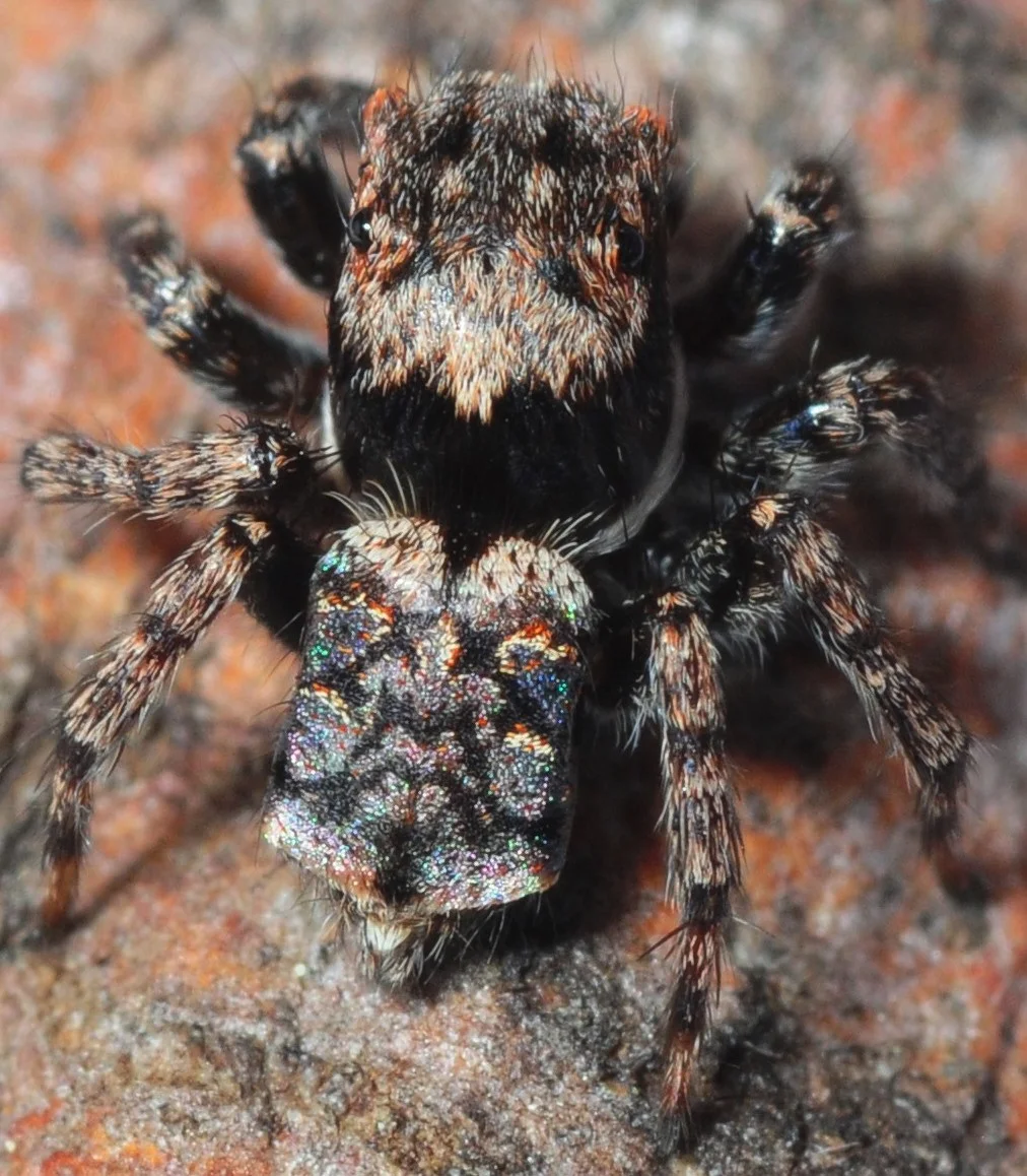 Peacock spider found at Four Winds BioBlitz