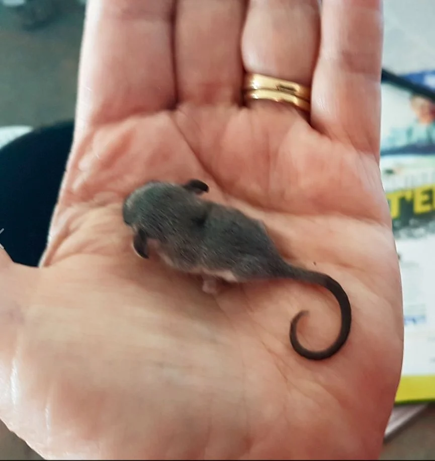 Baby Pigmy possum