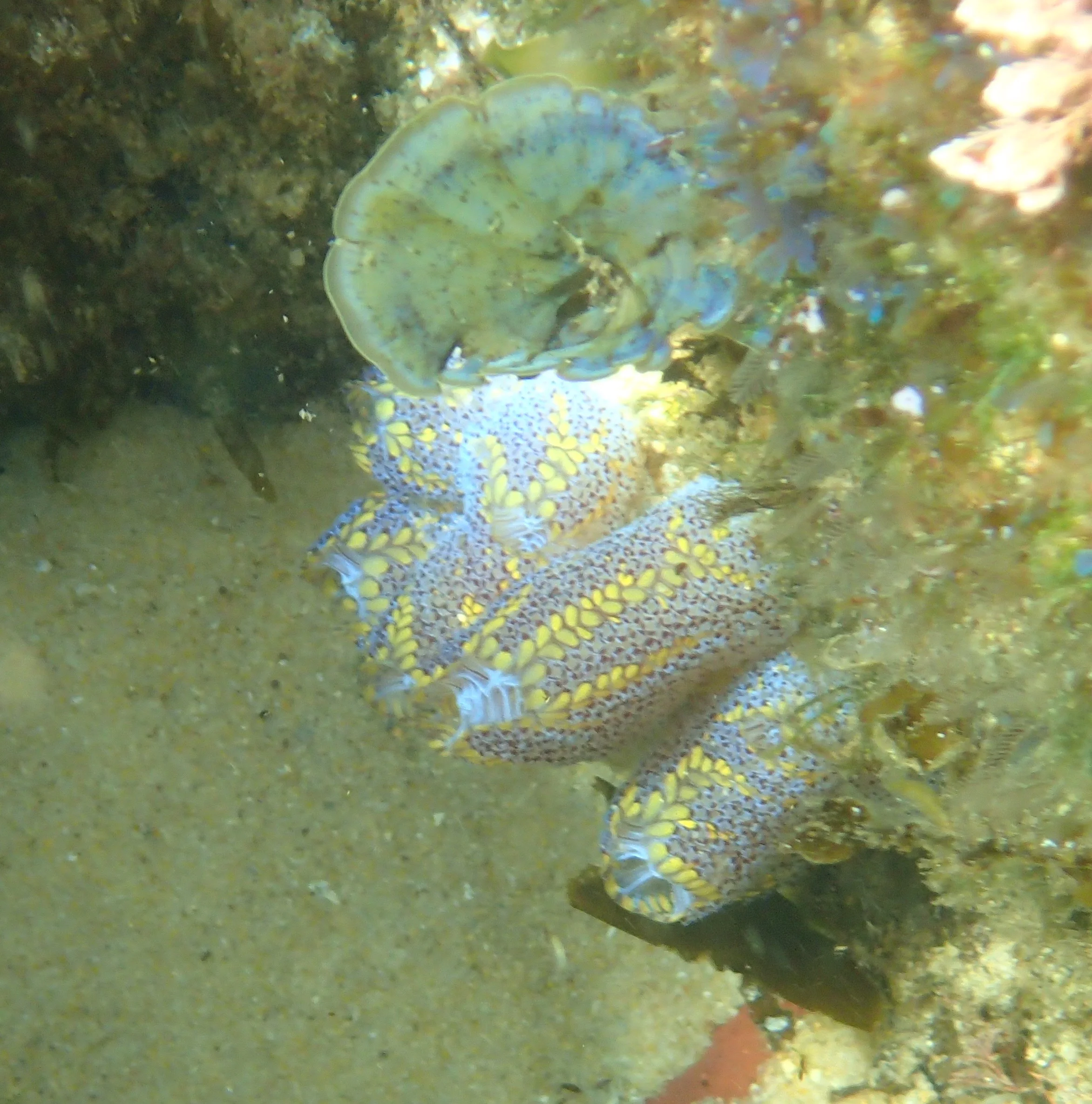 Lennard's Island rock pool search