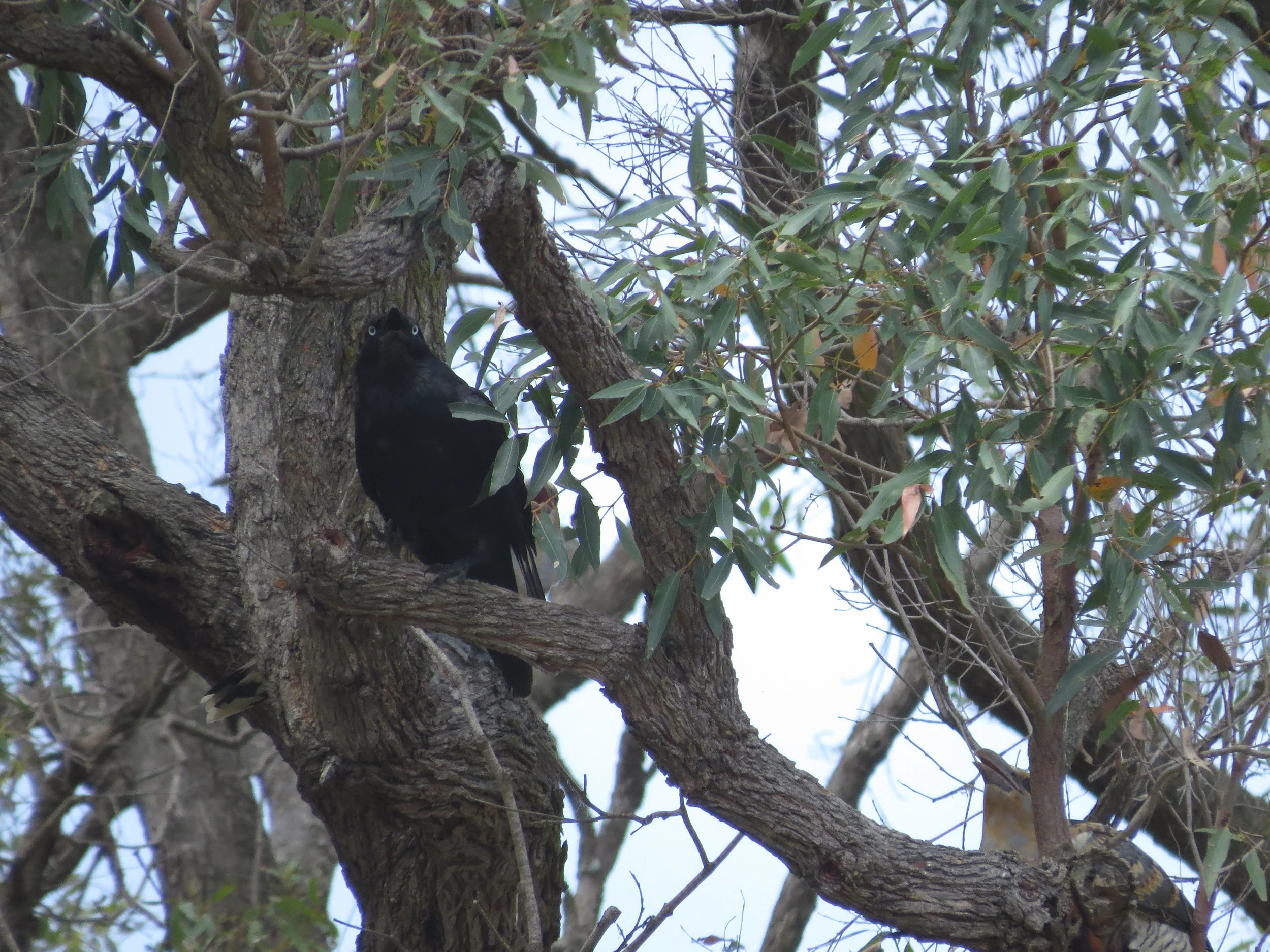 Channel -Billed cuckoo
