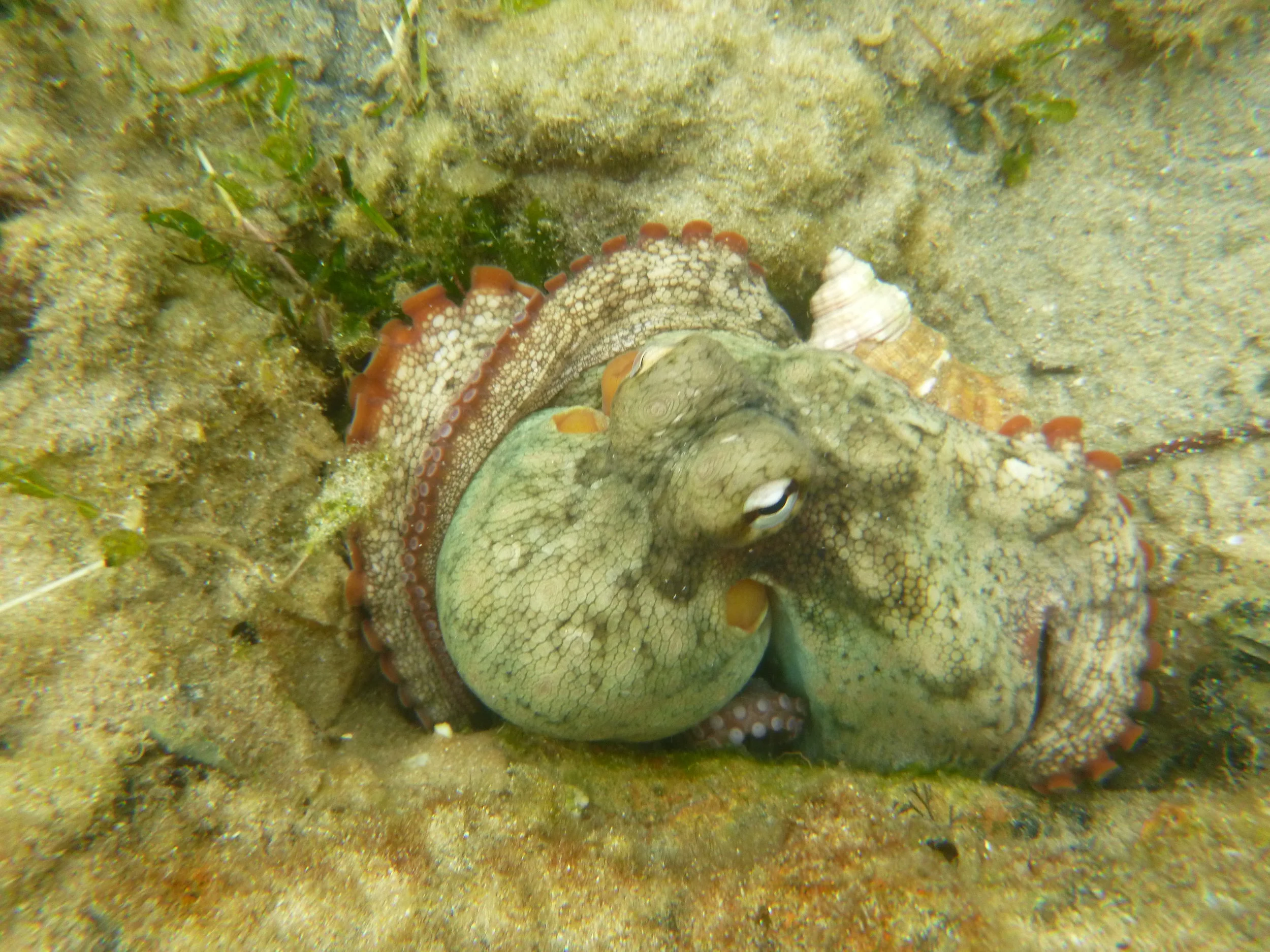 Octopus's Garden in the making...