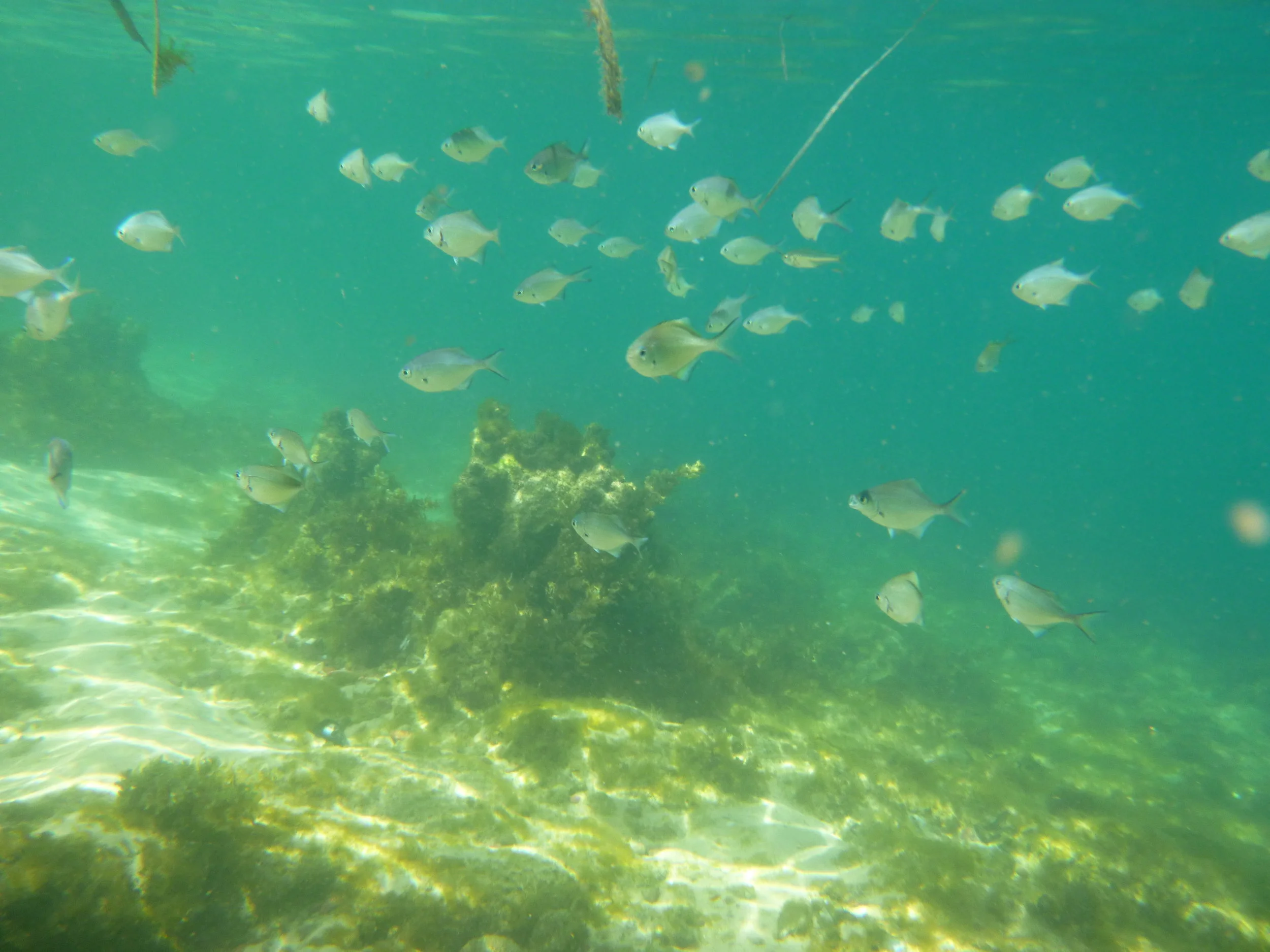 Tropical Visitors....and more