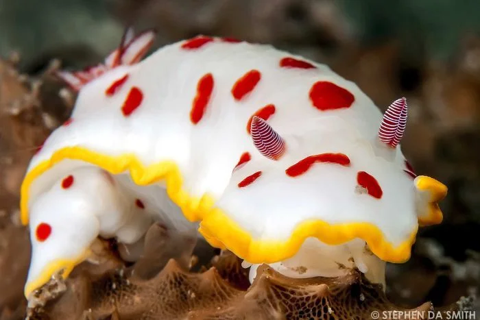 Sea Slug Census coming to our coast