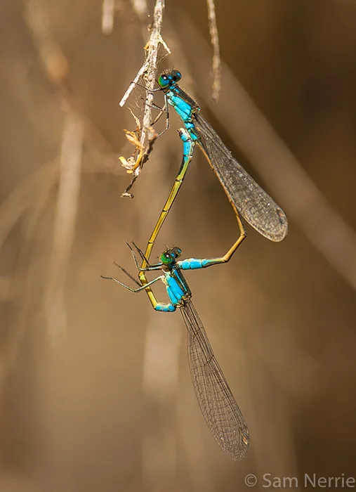 Local photographer takes international prize