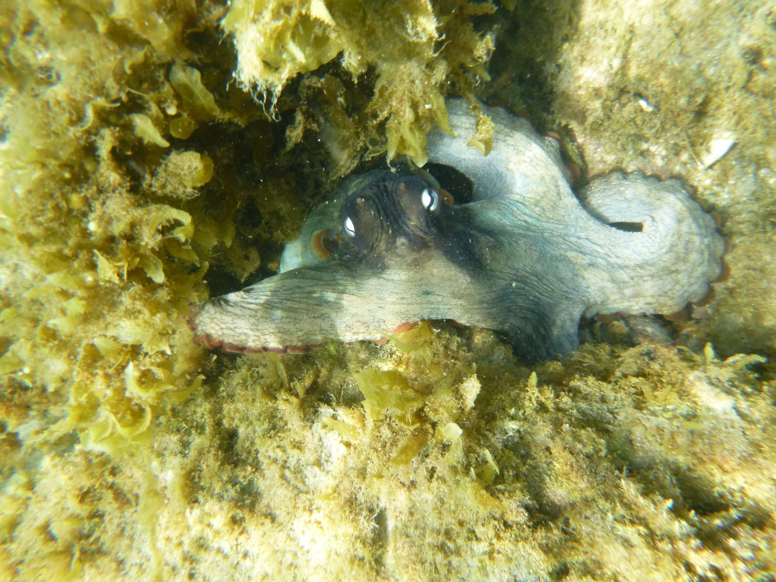 Warm Currents ,More fish...and Octopus activity