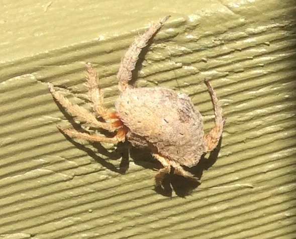 A rare Wraparound spider