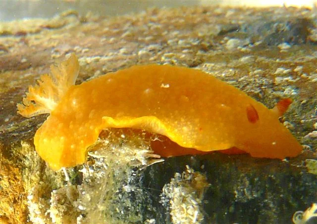 Sea Slug Census