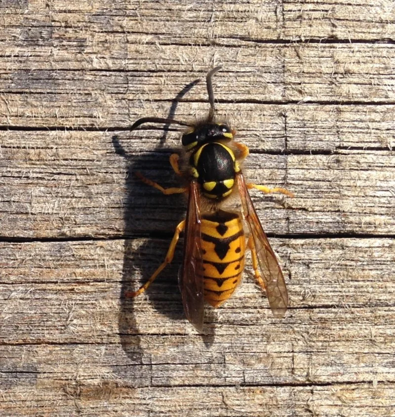 Let's map invasive European Wasps