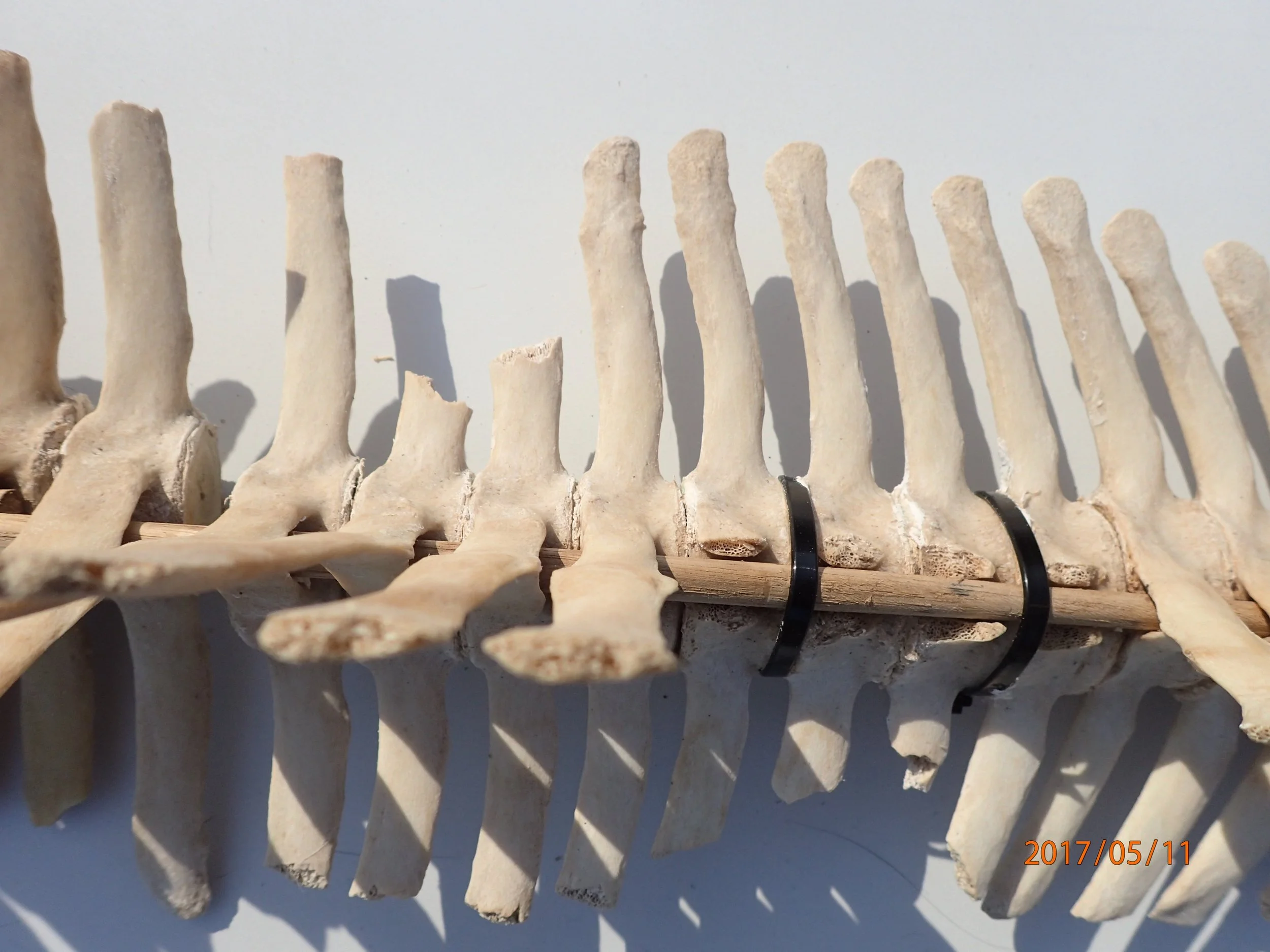 Dem bones have a story to tell