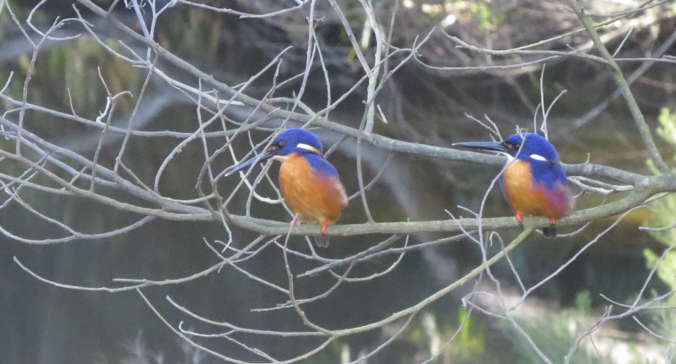 " From Little Things...." Bioblitz 2017 coming soon