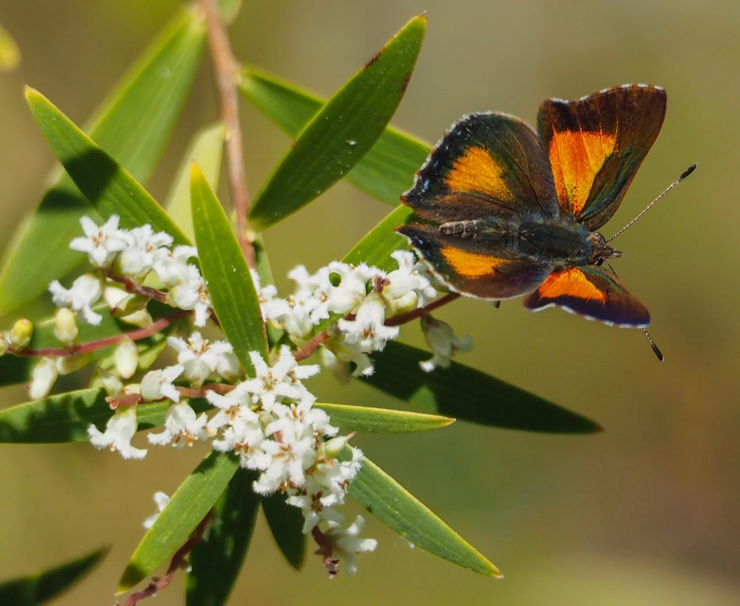 Southern Forest Life.....