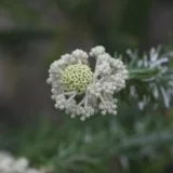 Star-hair Gazing at Tura  September 7th