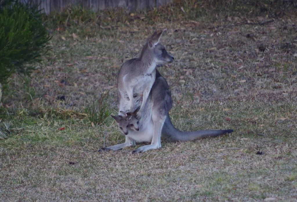 Kangaroo twins at Tura