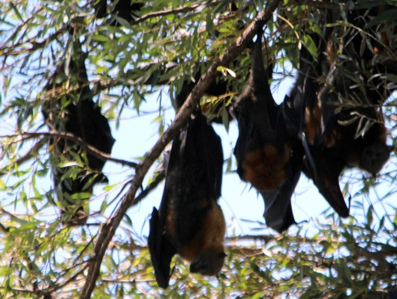 Flying foxes at Glebe Lagoon