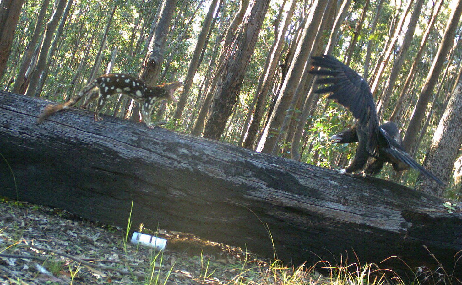 Spotted-tail Quoll or Wedge-tail eagle - who won?
