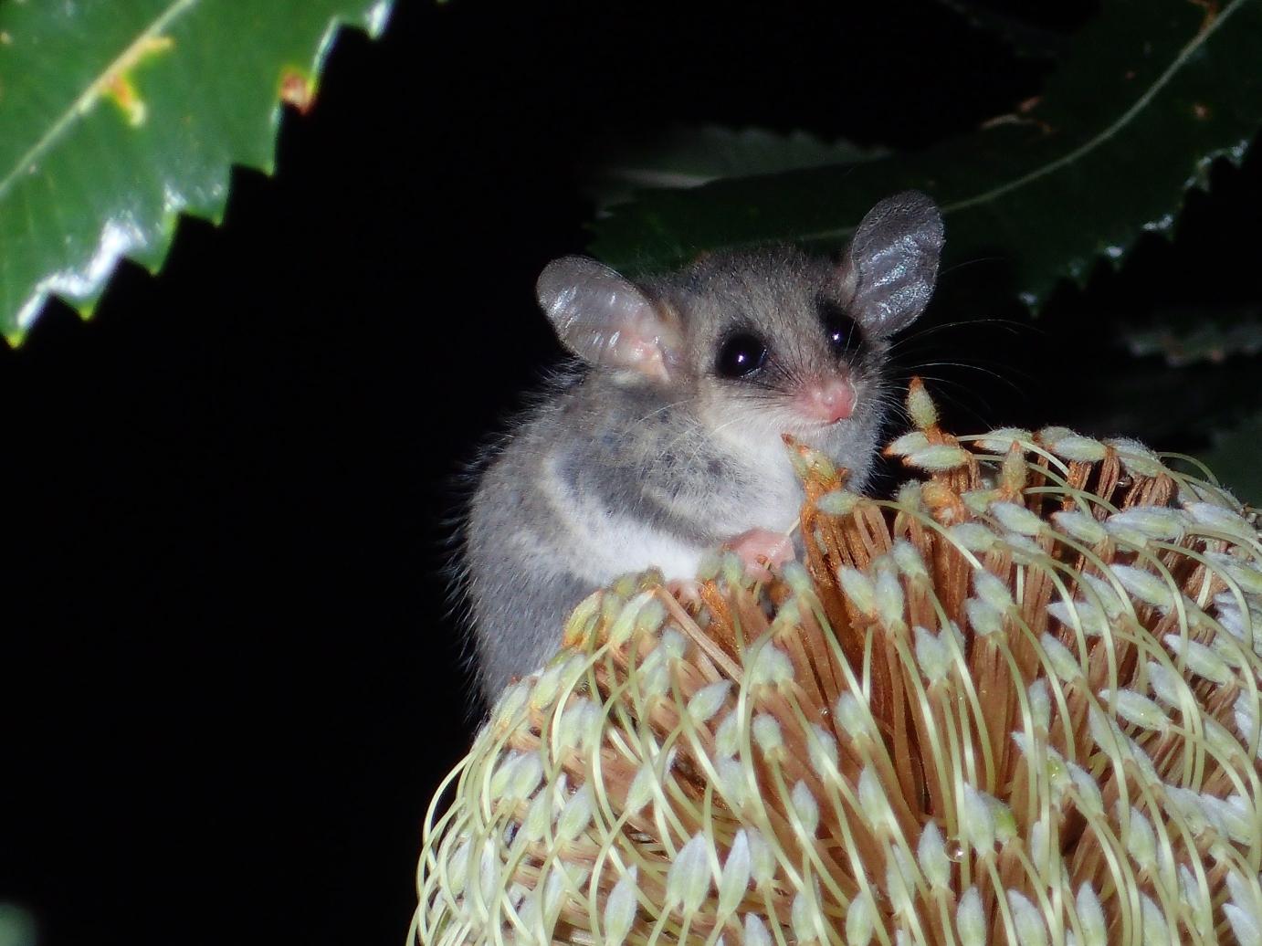 This Wednesday - Moths, Call playback and Spotlighting Night-time surveys