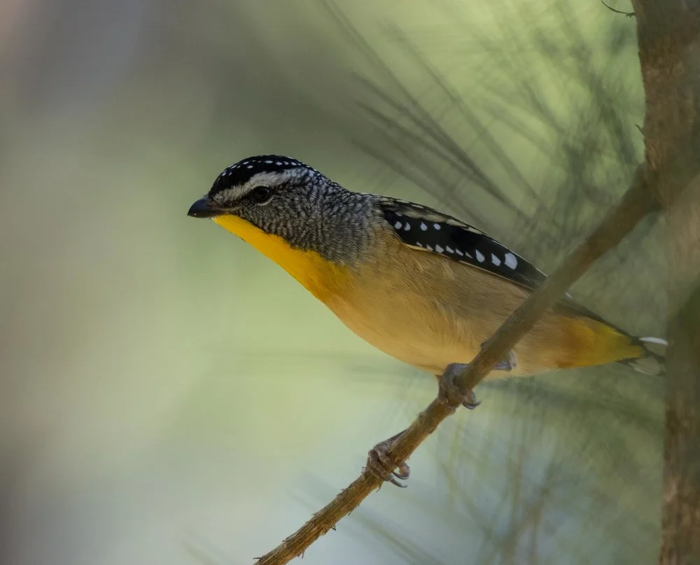 Spotted Pardalote - one of our favourite birds