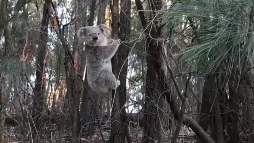 Rare sighting of Koala near Aragunnu