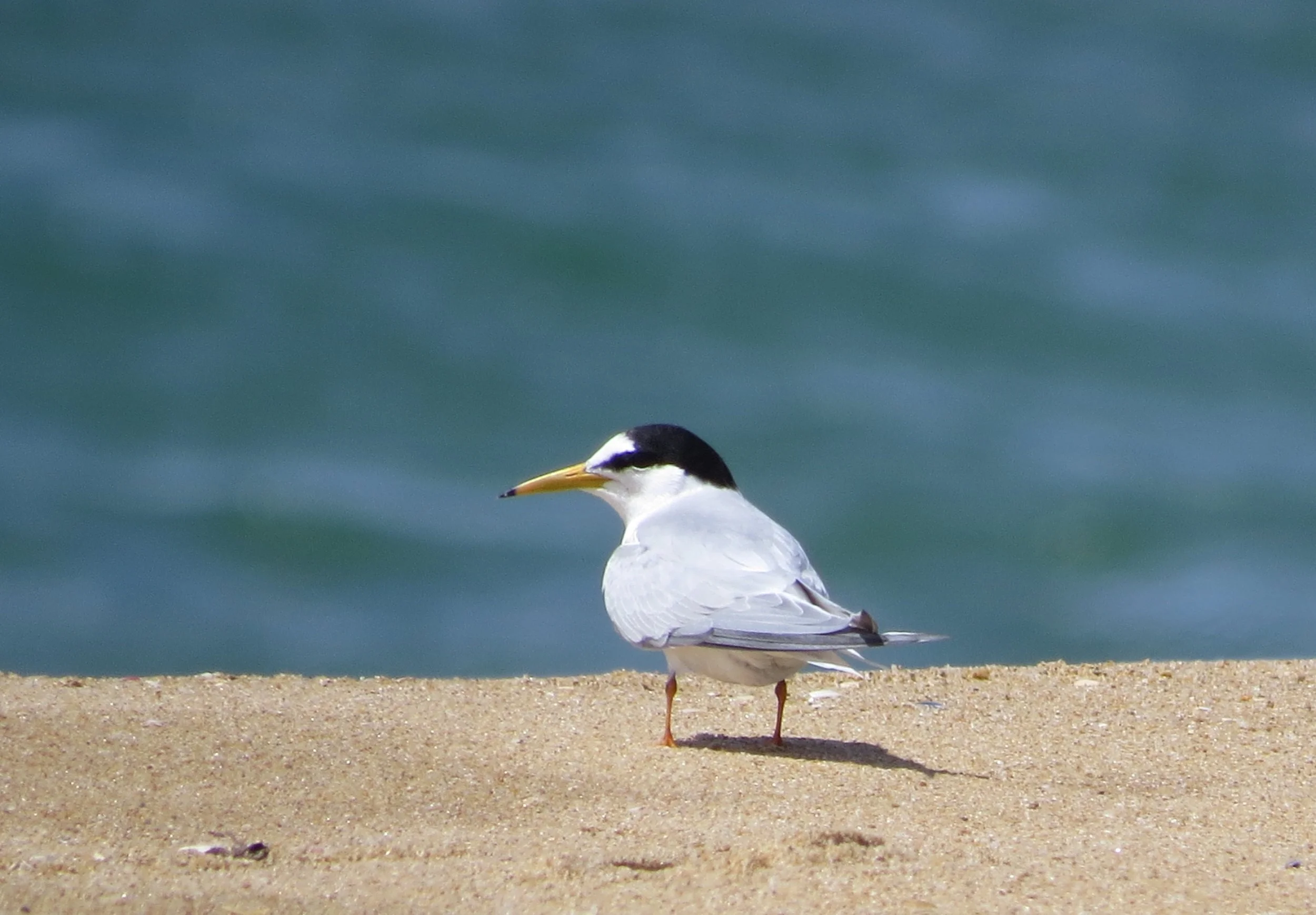 Little Terns & other Beach Nesting Birds