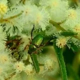 Wild Pollinator Count on now! 12 - 19th November