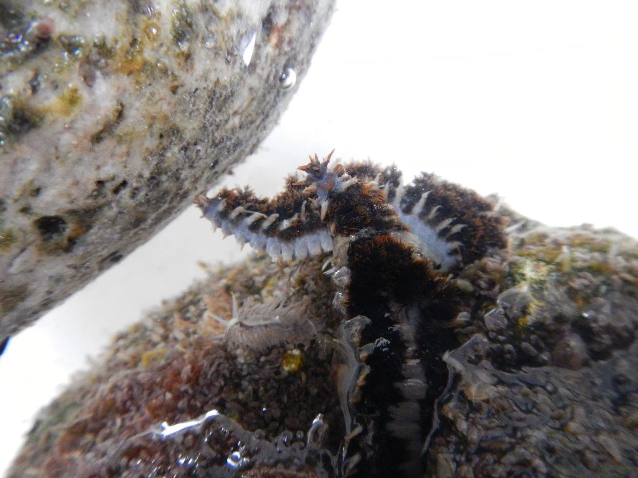 Pelagic-Bristle-Worm-Amphinome-rostrata1.jpg