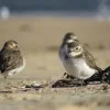 plovers-thumbnail.jpg