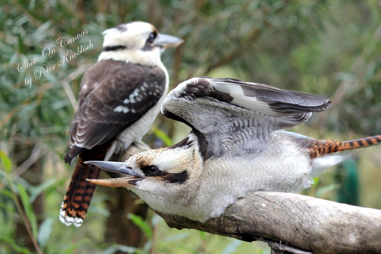 9-bring-it-on-kookaburra-fight.jpg