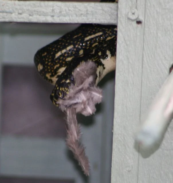 Diamond-Python1.jpg