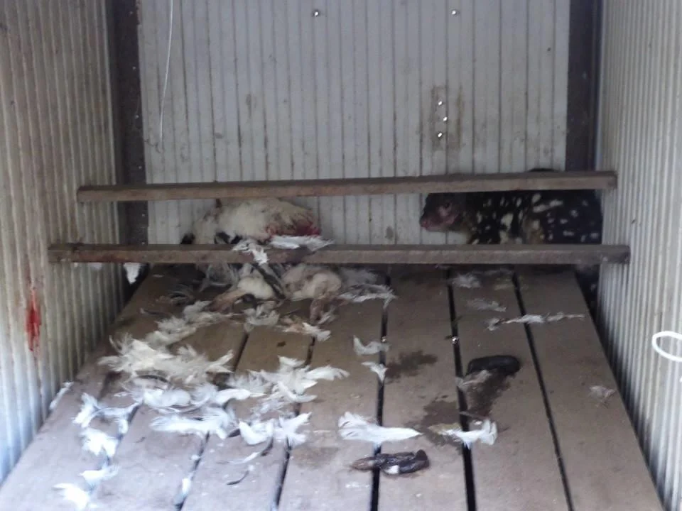 Spotted-tail quoll and a dead chicken