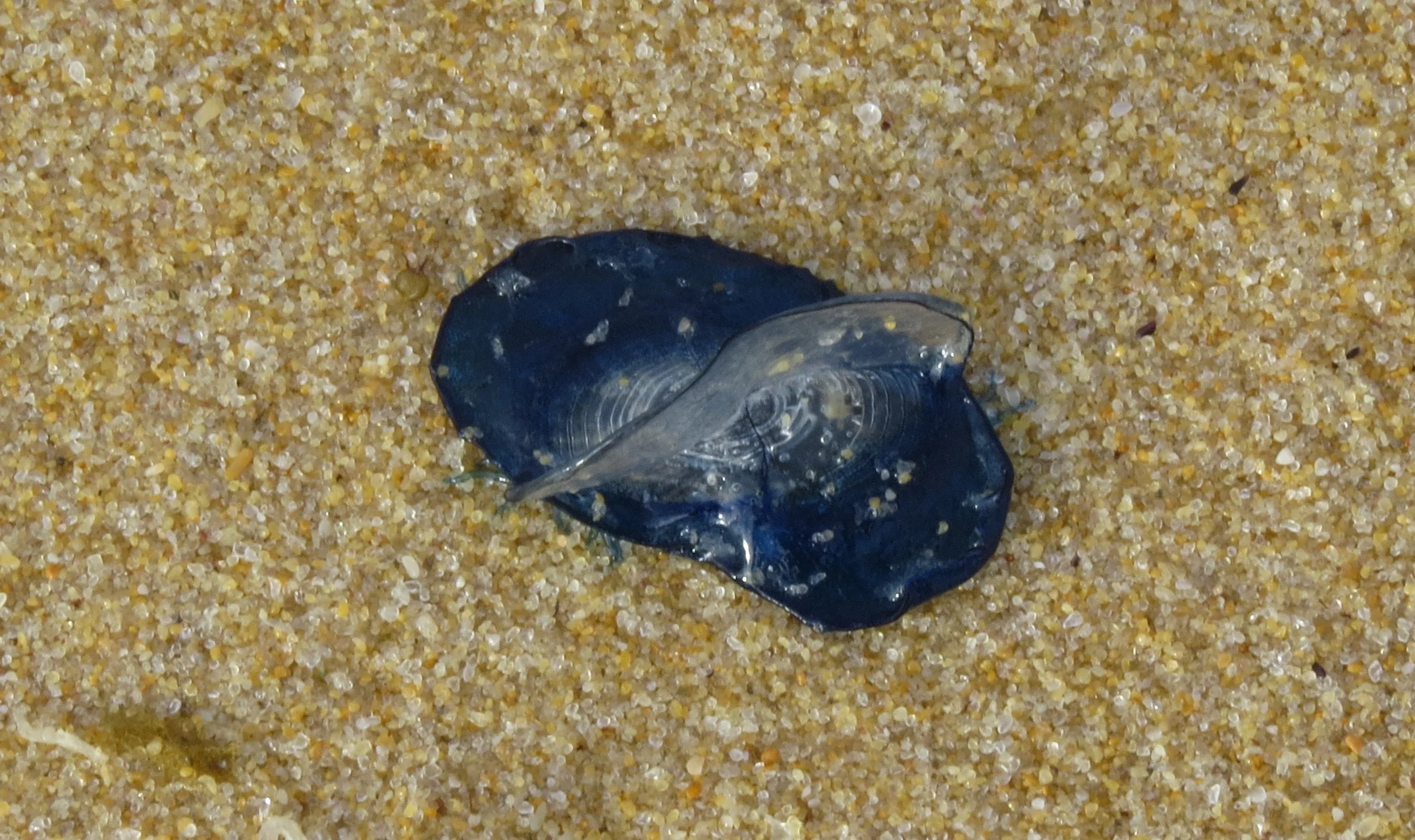 Velella velella - has a disc shaped float which has feeding tentacles round the margin & a sail on top. 