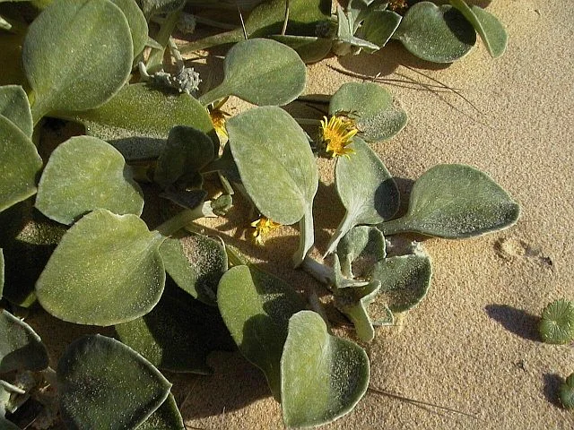 Beach Daisy