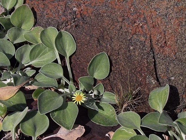 Beach Daisy